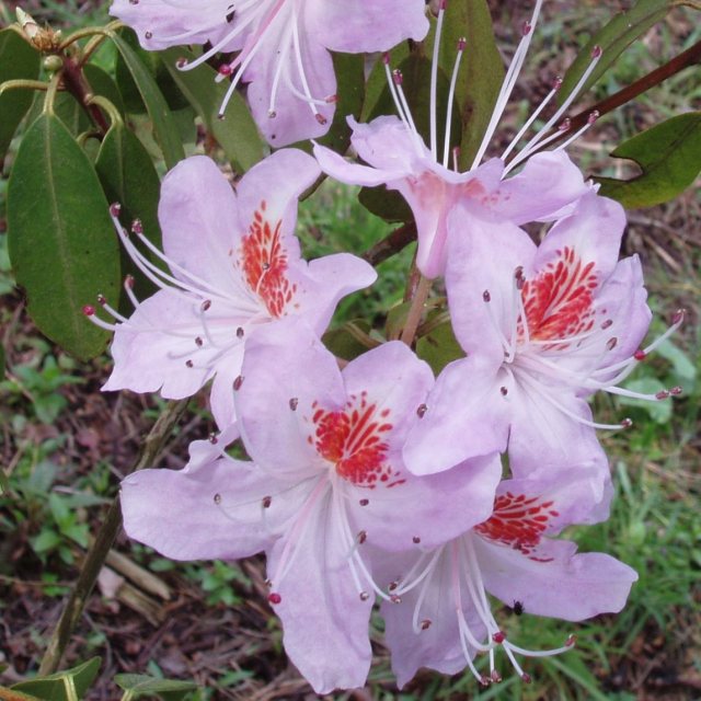 Rhododendron yunnanense 'Openwood'  AGM