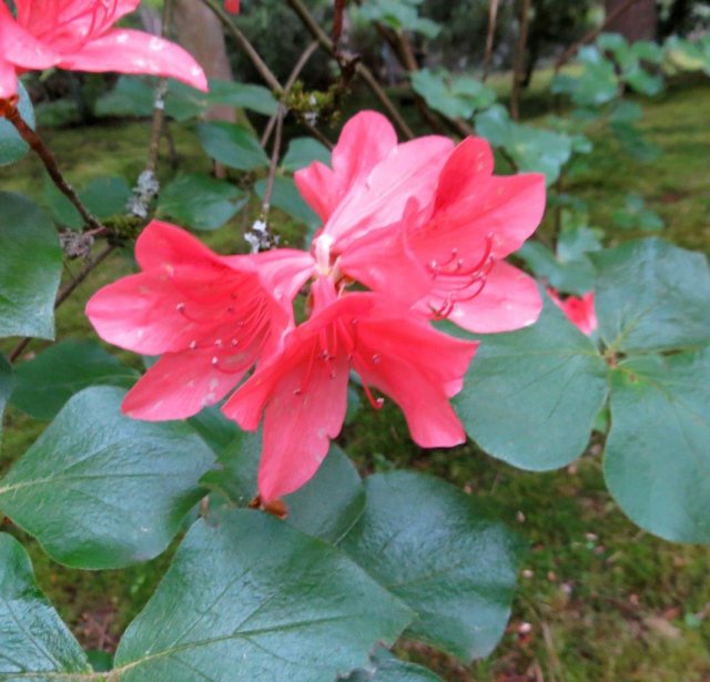 Deciduous Azalea amagianum