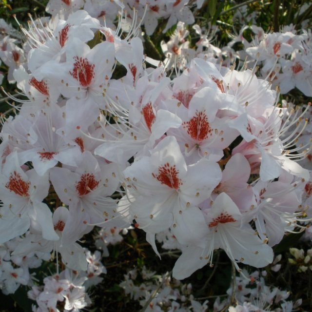 Rhododendron yunnanense Red blotch  AGM