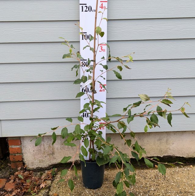 Stewartia pseudocamellia