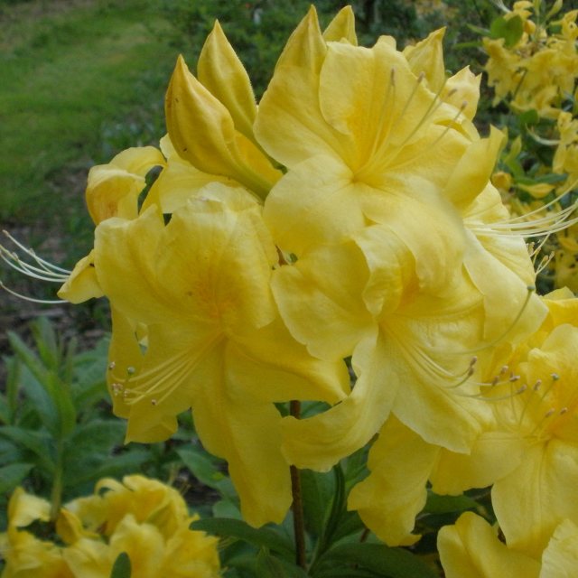 Deciduous Azalea Anneke