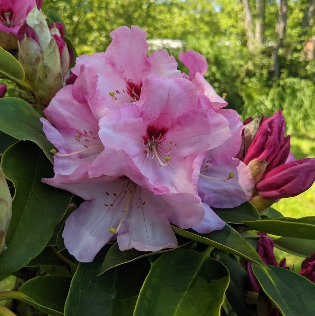 Rhododendron Lodbrit