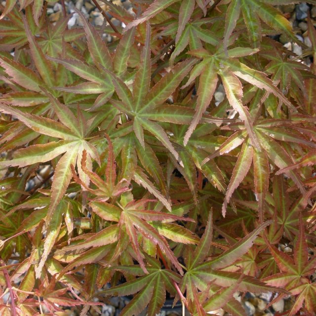 Acer palmatum 'Corallinum' AGM