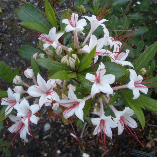 Deciduous Azalea arborescens AGM