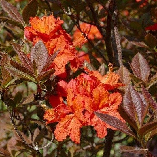 Deciduous Azalea Norman's Choice