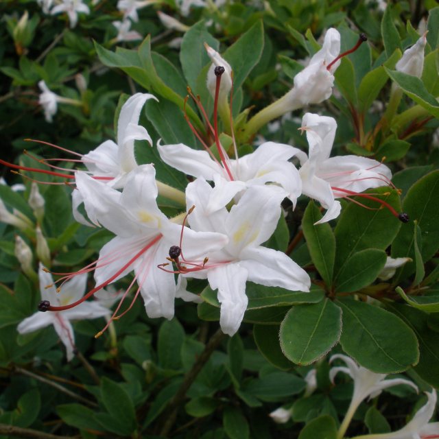 arborescens Deciduous Azalea - Buy arborescens Rhododendrons online -  Millais Nurseries