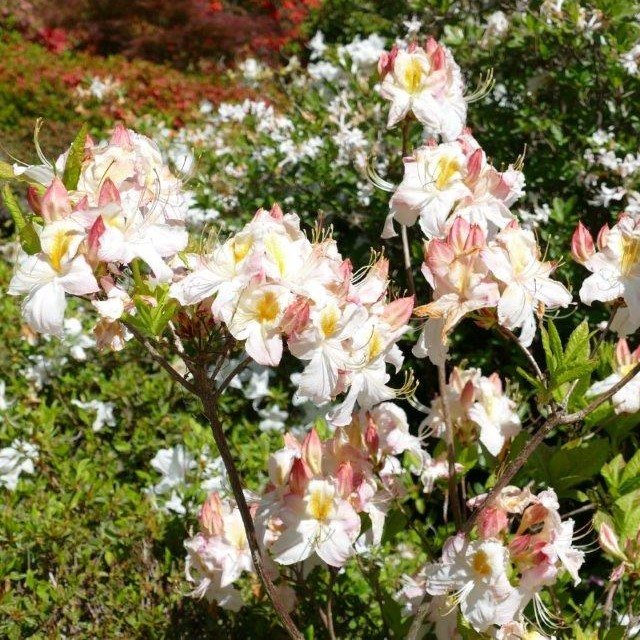 Deciduous Azalea Perfectly Pauline - Deciduous Azaleas - Millais Nurseries