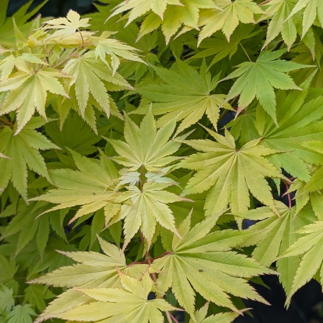 Acer shirasawanum 'Jordan'