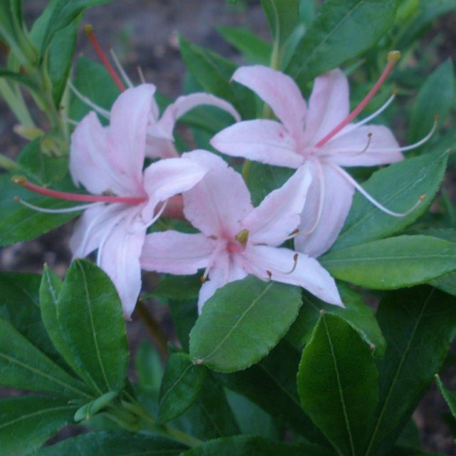 Deciduous Azalea arborescens 'Pink form'  AGM