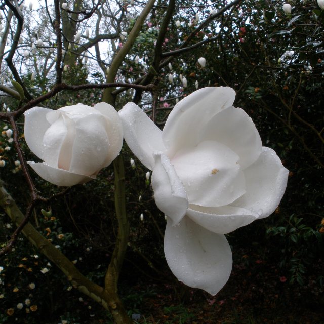 Magnolia Sayonara AGM