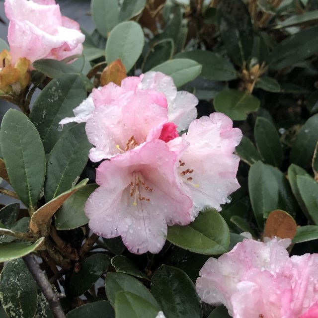 zwerg rhododendron bloombux kaufen Zwerg-Rhododendron Light Pink 3er Set, immergrüner blühender Zierstrau main image 0