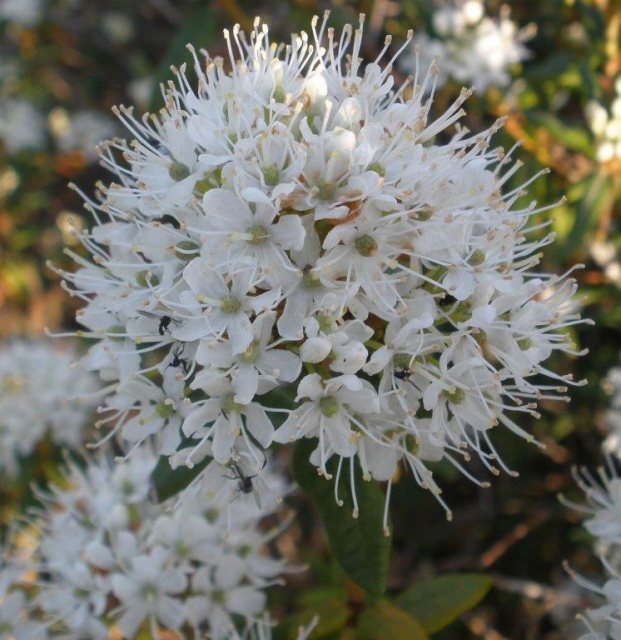 Dwarf Rhododendron groenlandicum 'Helma'