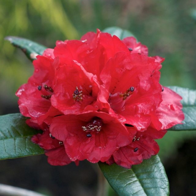 Rhododendron arboreum albotomentosum KW 21976