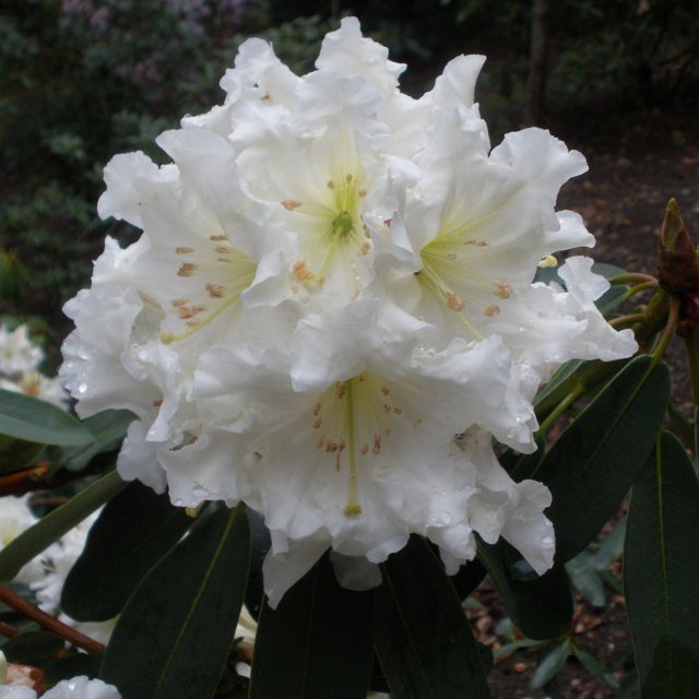 Rhododendron decorum 'Greeneye'