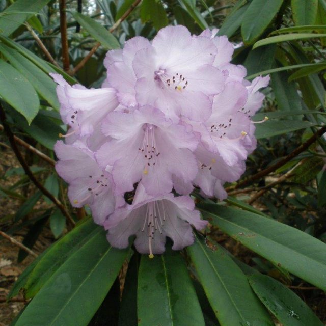 Rhododendron davidii  EN4213