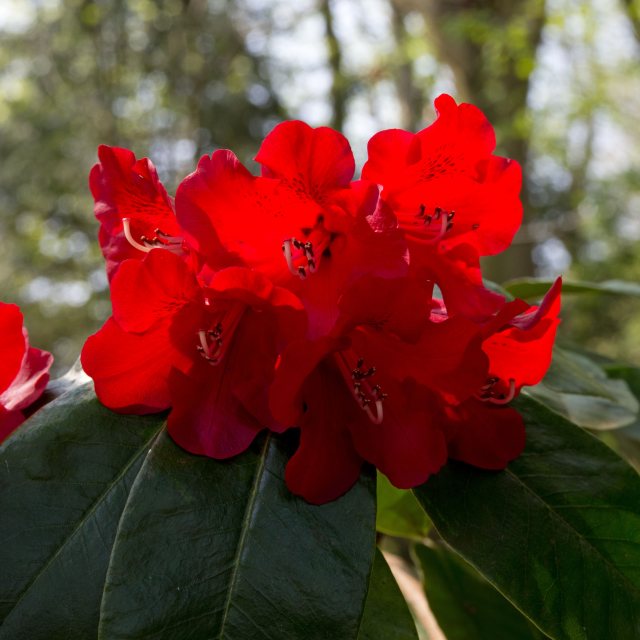 Rhododendron Scarlet O'Hara