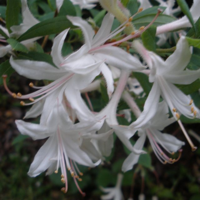 Deciduous Azalea atlanticum