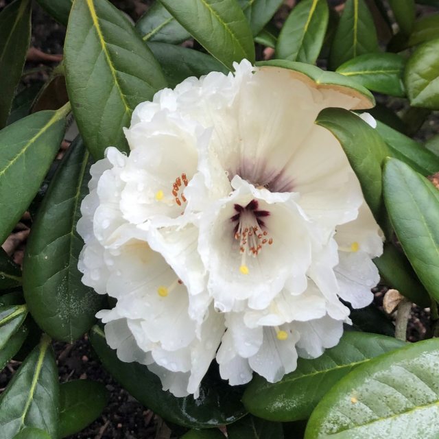 Rhododendron Laramie