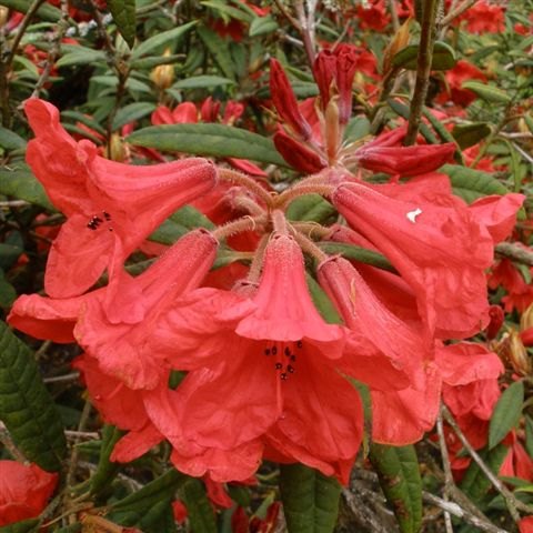 Rhododendron griersonianum F30392