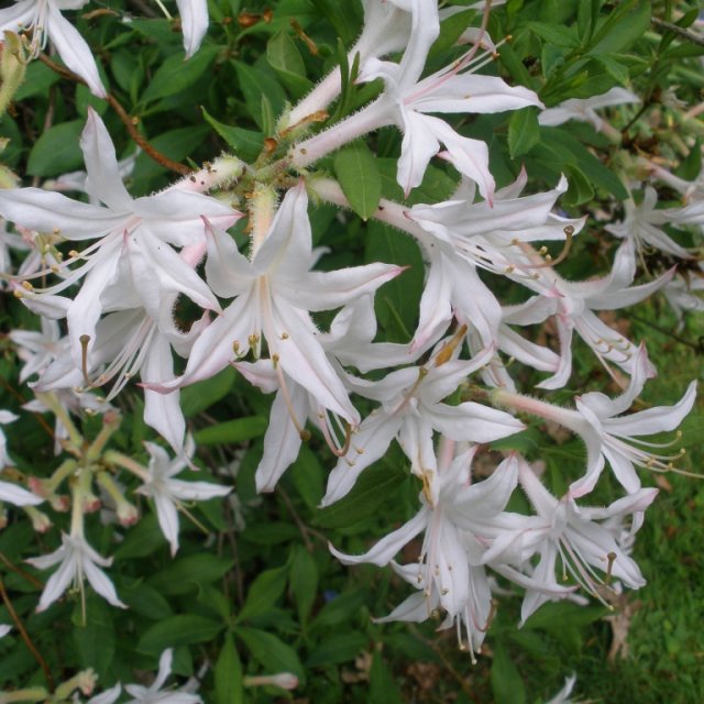 Deciduous Azalea atlanticum 'Seaboard'