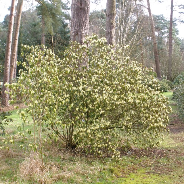 Rhododendron lutescens - Small Leaved Rhododendrons - Millais Nurseries