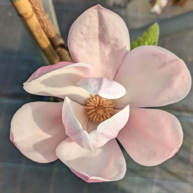 Magnolia Apollo