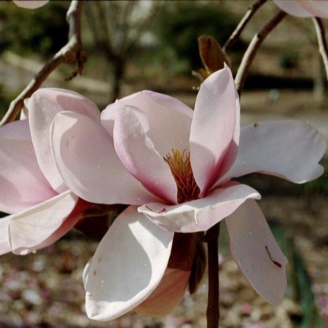 Magnolia Iolanthe