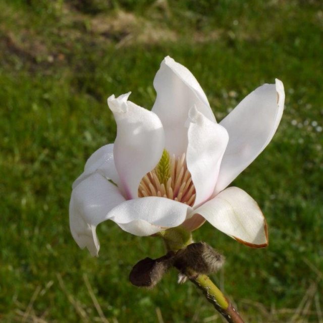 Magnolia Rebecca's Perfume