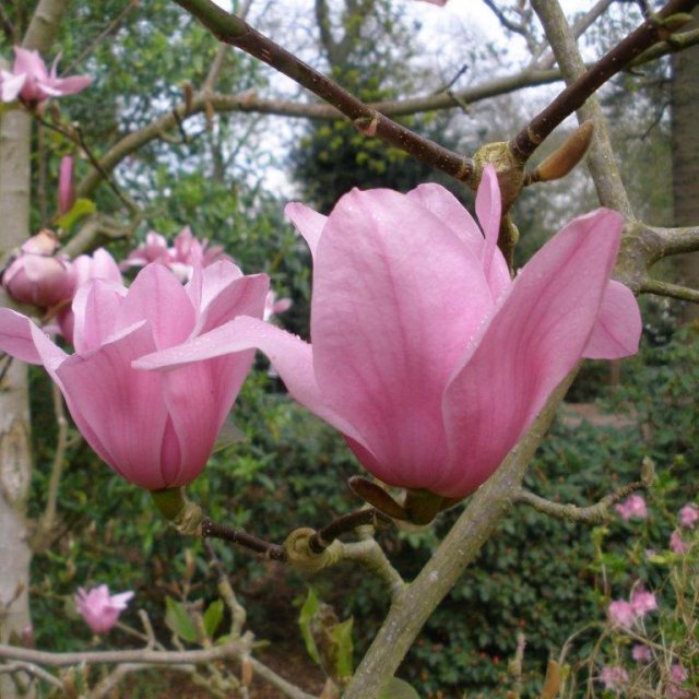 Magnolia Vulcan