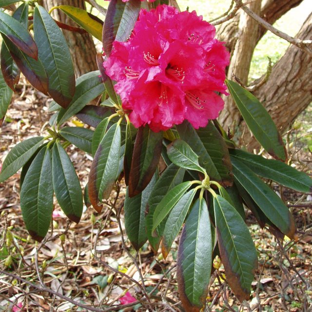 Rhododendron arboreum 'Stonefield Best'
