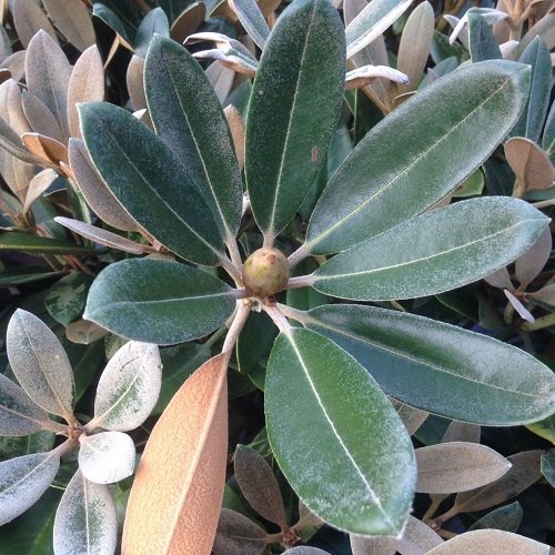 Rhododendron Silbervelours - Compact Rhododendrons - Millais Nurseries