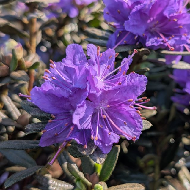 Dwarf Rhododendron Azurika