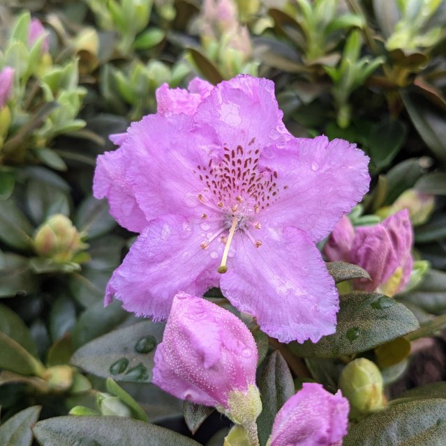 Dwarf Rhododendron Lavendula