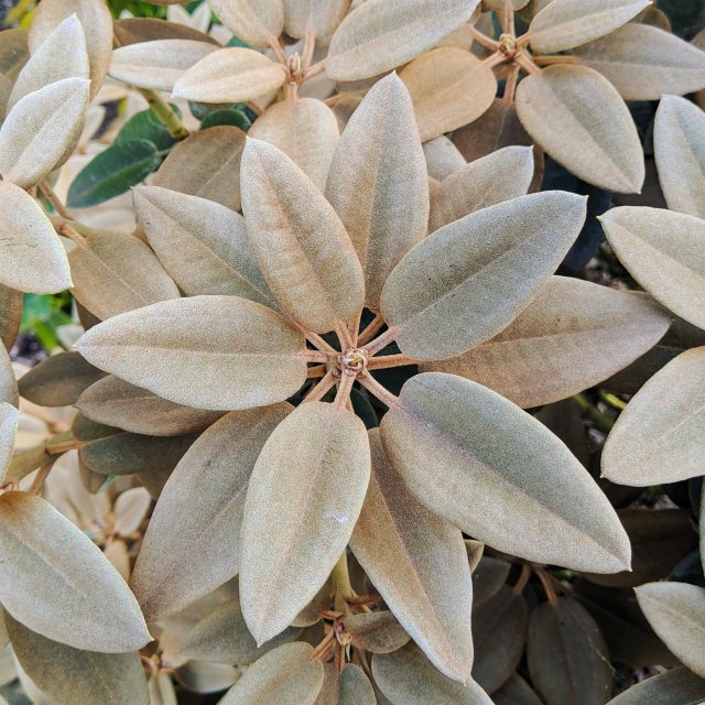 Rhododendron pachysanthum Exbury form AGM - Species Rhododendrons - Millais  Nurseries