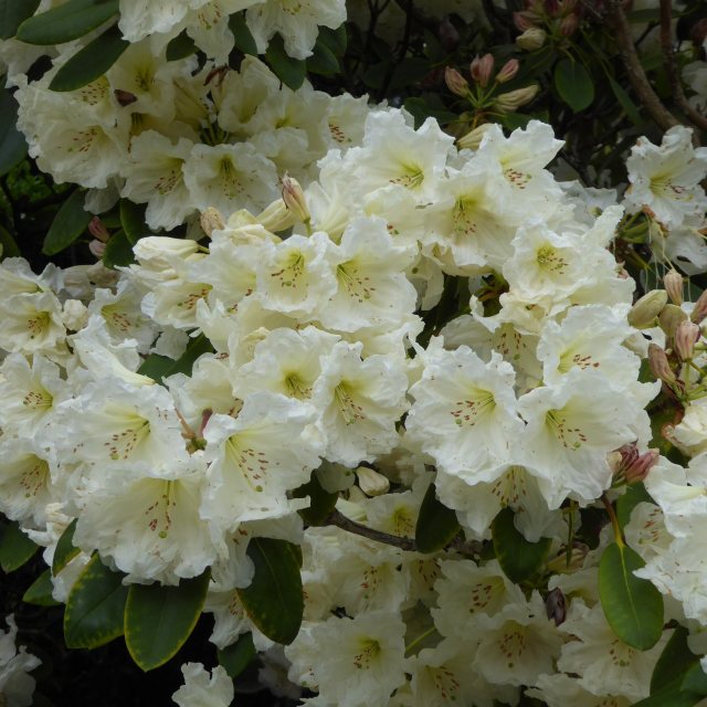 Rhododendron Olivia