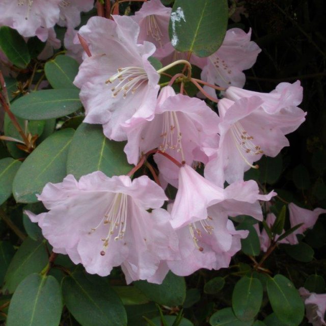 Rhododendron James Barto