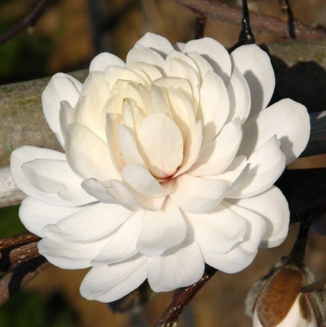 Magnolia Wildcat AGM