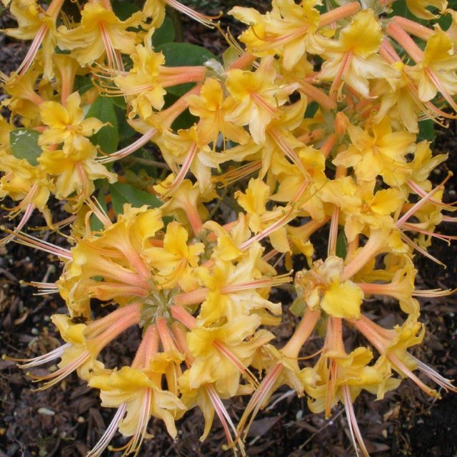 Deciduous Azalea calendulaceum