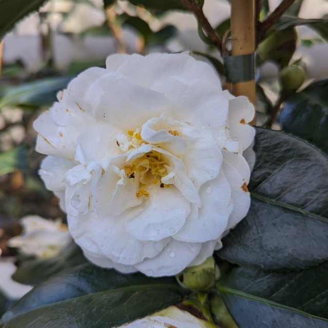 Camellia japonica 'Moshe Dayan'