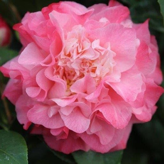 Camellia japonica 'Nuccio's Jewel' AGM