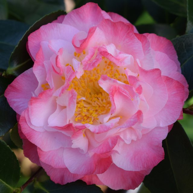 Camellia japonica 'Nuccio's Jewel' AGM