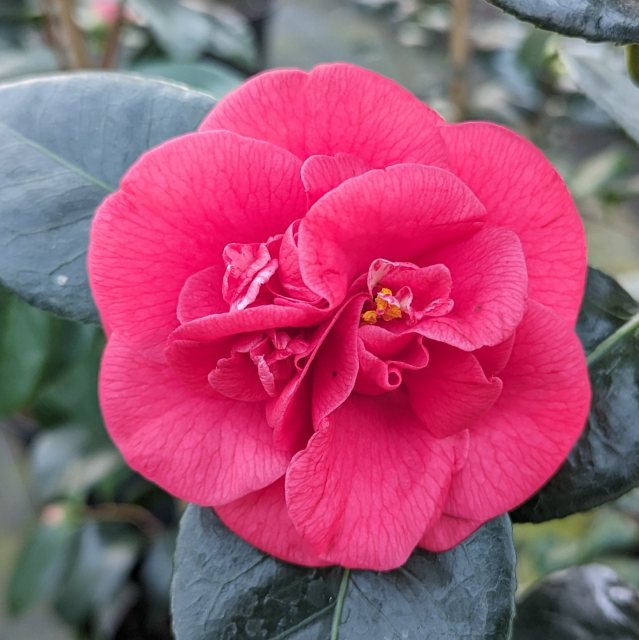 Camellia japonica 'Saturnia'