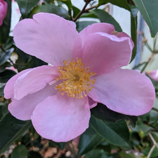 Camellia sasanqua 'Plantation Pink'