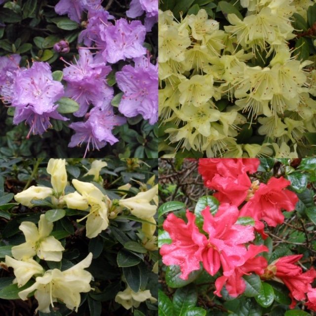 Dwarf Rhodo Collection ( 4 x 3 litre plants)