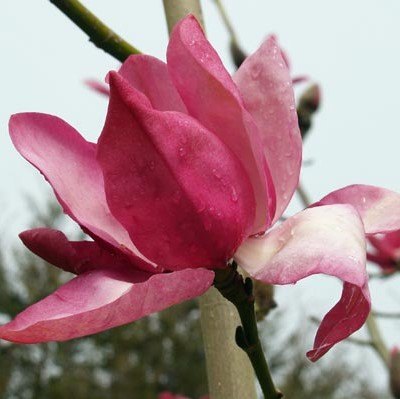Magnolia Darjeeling AGM