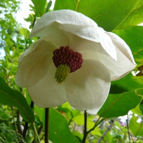 Magnolia sieboldii Colossus AGM