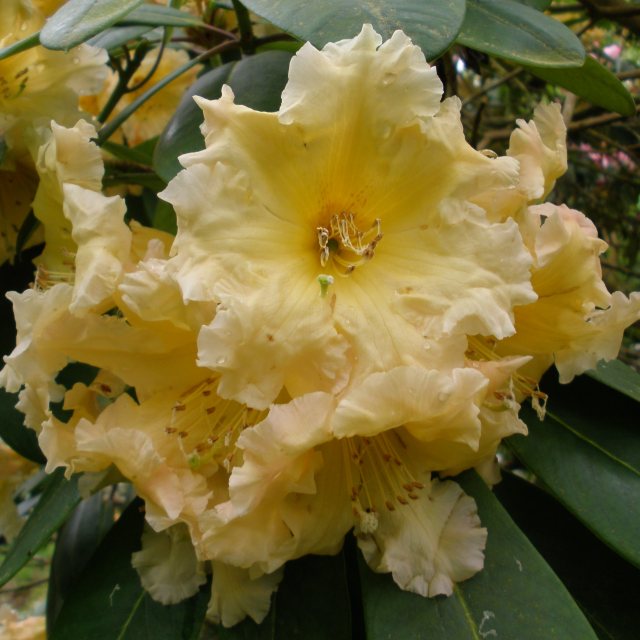 Rhododendron Golden Fleece