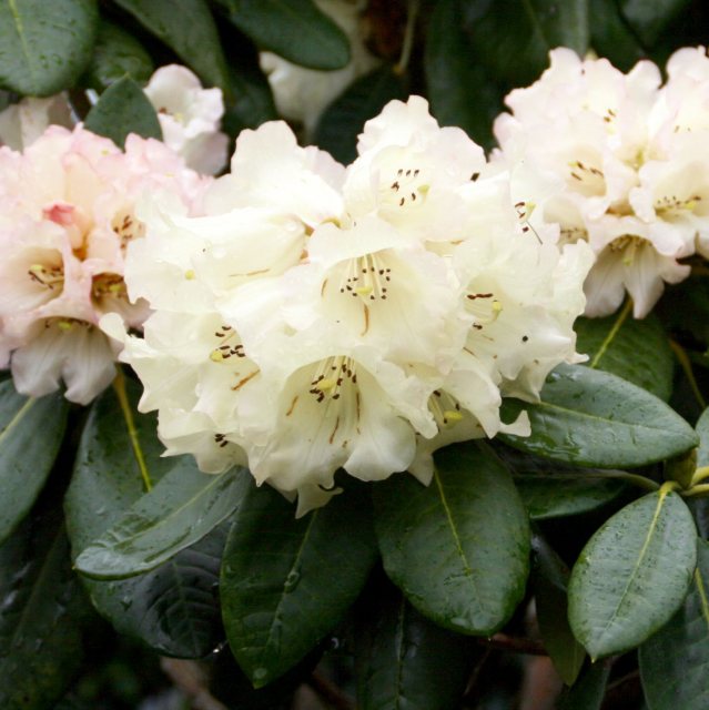 Rhododendron Jeanne Church