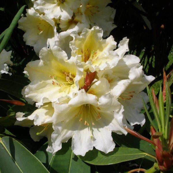 Rhododendron Ted's Cream Cracker