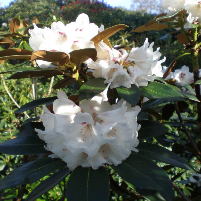 Rhododendron traillianum dictyotum 'Kathmandu'